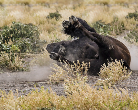 Bison making his way across a meadowの写真素材