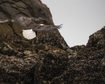 Bald Eaglesの写真素材