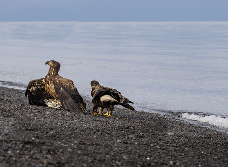 Bald Eagles