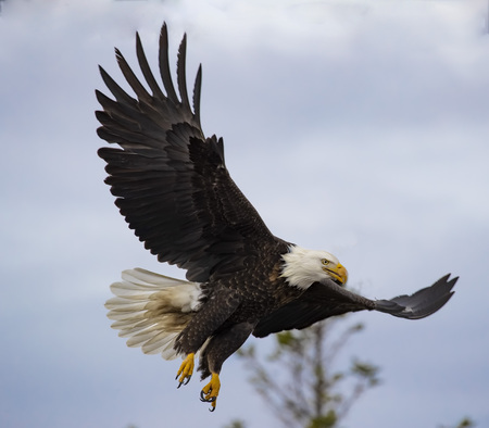 Bald Eaglesの写真素材