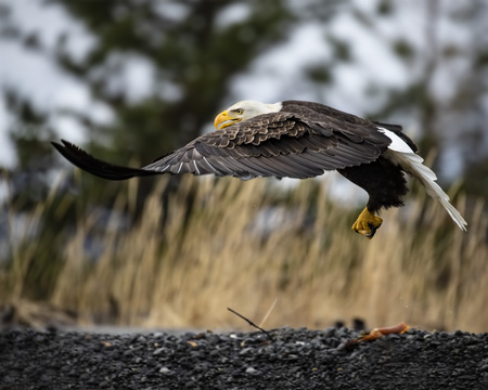 Bald Eagles