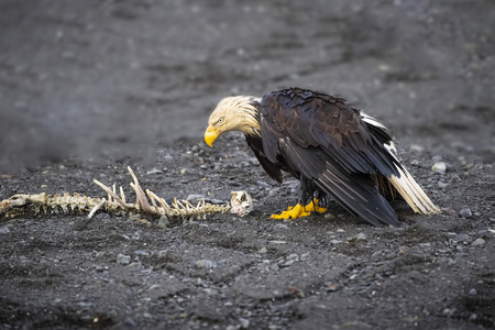 Bald Eaglesの写真素材