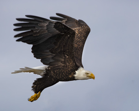 Bald Eagles