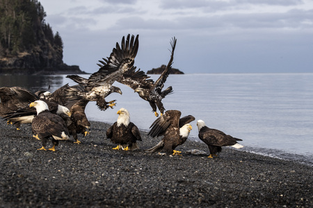 Bald Eaglesの写真素材