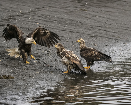 Bald Eagles