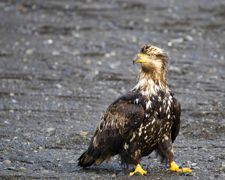 Bald Eagles