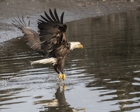 Bald Eagles
