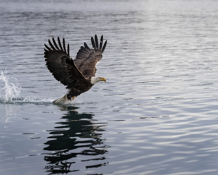 Bald Eaglesの写真素材