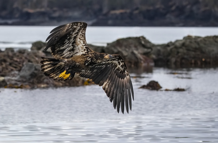 Bald Eaglesの写真素材