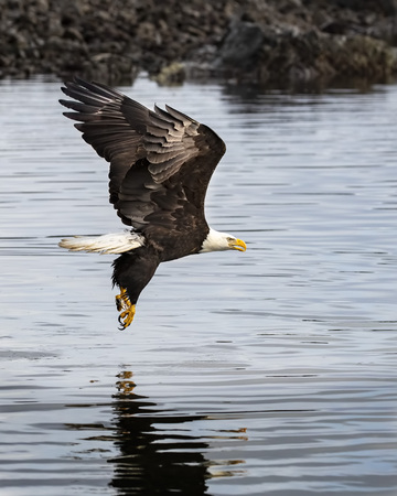 Bald Eaglesの写真素材