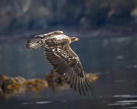 Bald Eagle juvenile in flight