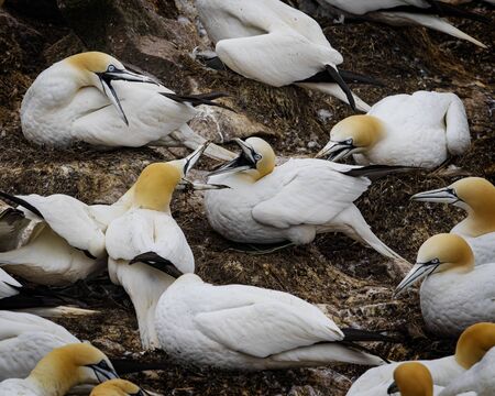 Gannets