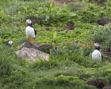 Puffinsの写真素材