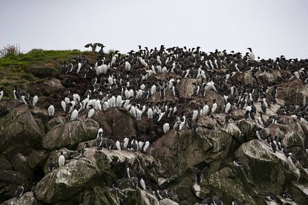 Murresの写真素材