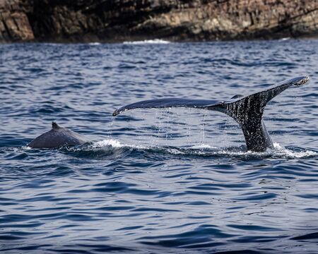 humpback whale tailの写真素材