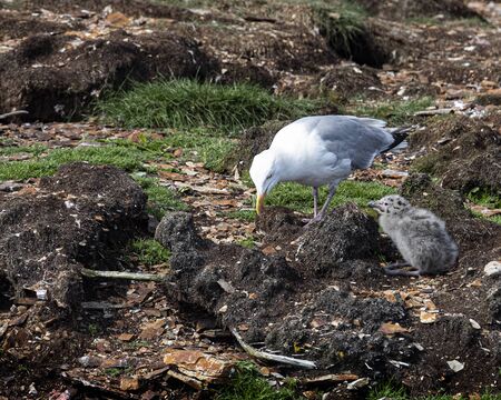 Sea Gull mom and chickの写真素材