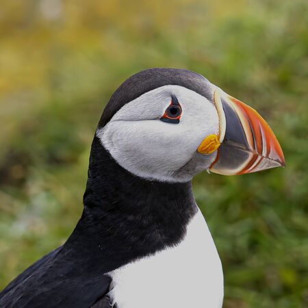 Puffiinsの写真素材