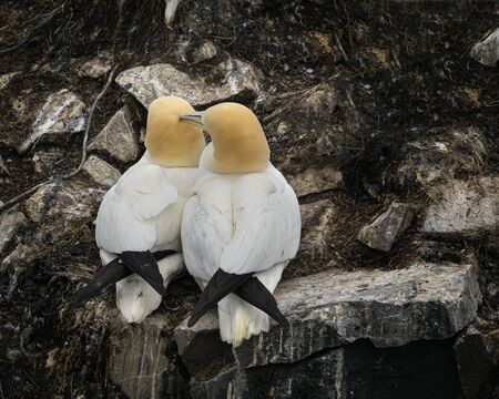 Gannetsの写真素材