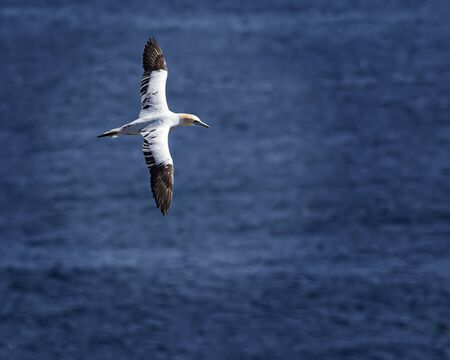 Gannetsの写真素材