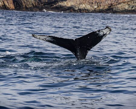 humpback whalesの写真素材