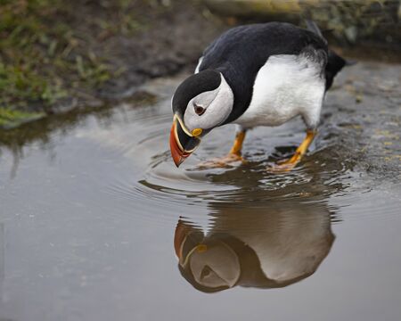 Puffinsの写真素材