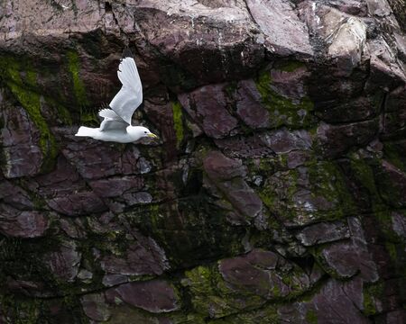 Sea Gullsの写真素材