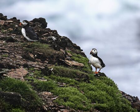 Puffinsの写真素材