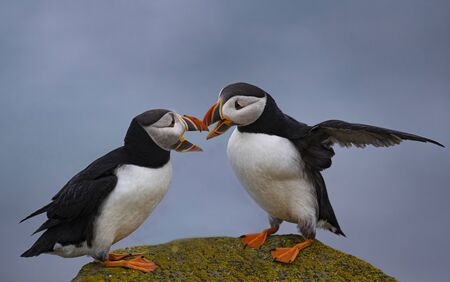 Puffinsの写真素材