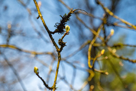 blooming buds on tree branches in spring forest. nature green background