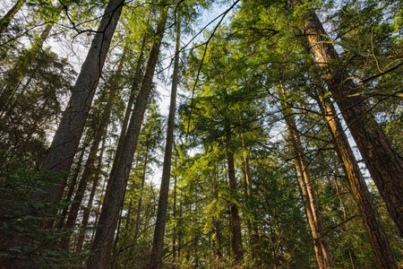 Beautiful view of tall trees in the forest during summer time.