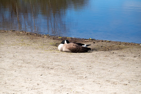 Canada Goose (Branta canadensis) resting on a lake shoreの写真素材