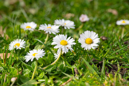 White daisies on green grass in a sunny day in springの写真素材