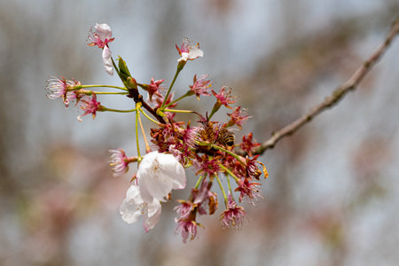 cherry blossom with bee in spring, close-up of pink flowers