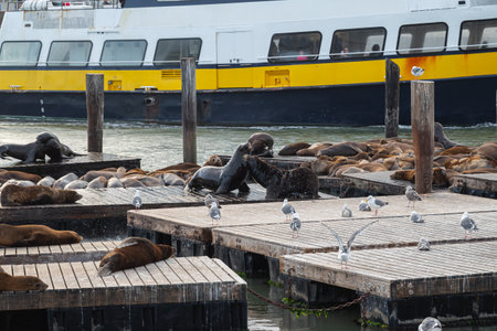 Sea lion colony on the pier in San Francisco, California, USAの写真素材