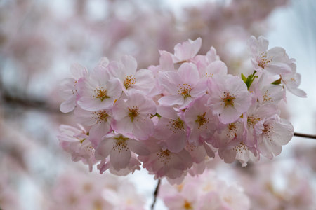 cherry blossom in spring time, sakura flowers bloomingの写真素材