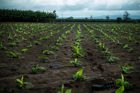 small banana plants are growing