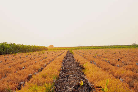 Rows of vineyards in the morning light. Agricultural landscape.の写真素材