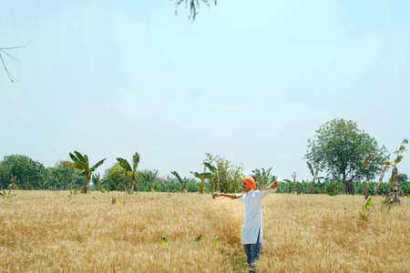 Farmer holding a bunch of ripe wheat in the field. Agriculture conceptの写真素材