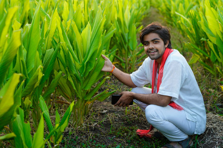 Happy Indian farmer at green turmeric agriculture field.の写真素材