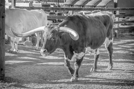 Longhornの写真素材