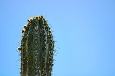 Cactus spikes in the hot California sunの写真素材