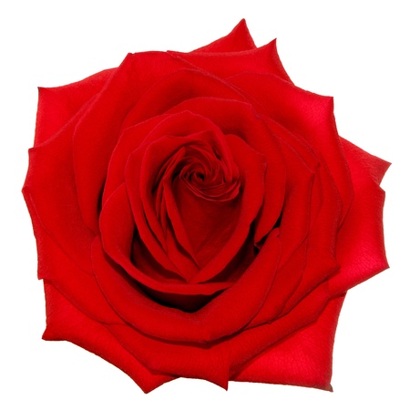 Red rose on the white background  isolated の写真素材