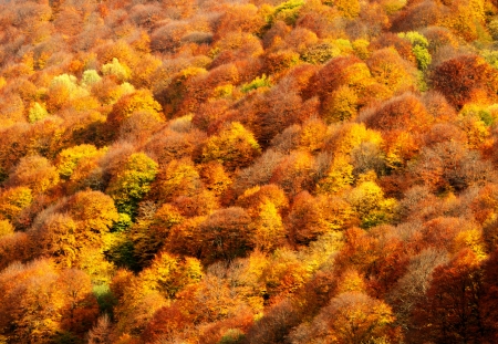 Autumn forest in the mountains of the North Caucasusの写真素材