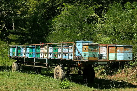 Row of old colorful wooden beehives in the trailer (forest)の写真素材