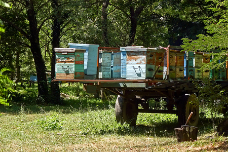Row of old colorful wooden beehives in the trailer (forest)