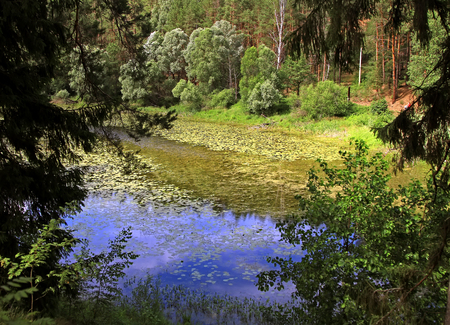 Lake overgrown with green duckweed, summer time.の写真素材