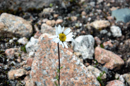Flower in the mountainsの写真素材