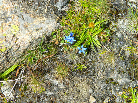 mountain flowersの写真素材