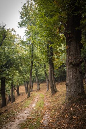 Hidden path in the wood in autumnの写真素材