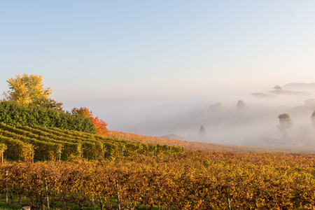View on the Langhe in the municipality of La Morra, Patrimony of the Humanityの写真素材